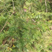 Calliandra houstoniana var. calothyrsus (Meisn.) Barneby
